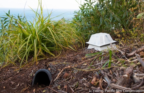 Sound boxes on the ground, surrounded by bushes. 