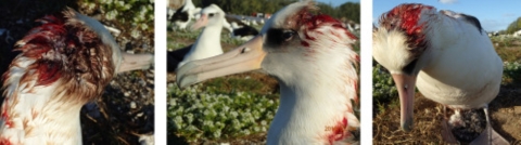 Collage of albatross with a wound on its head. It is covered in blood. 