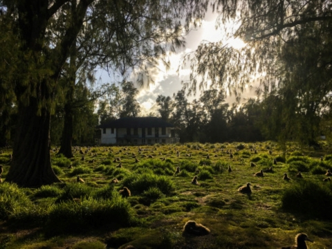 A old house that sits on Midway Atoll. A field of albatross sit in front of it 