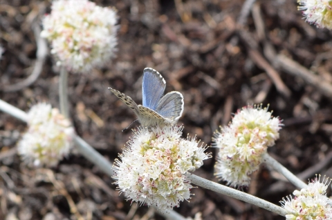 A small blue butterfly perched on a flower