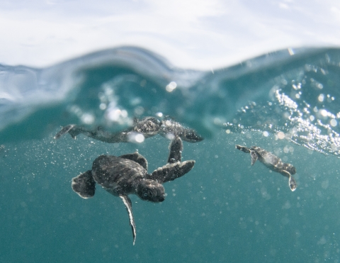 Baby honu swim just below the surface line. 