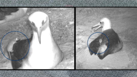  Trail camera footage and stills of mice attacking an albatross. A mouse is on the back of an albatross.