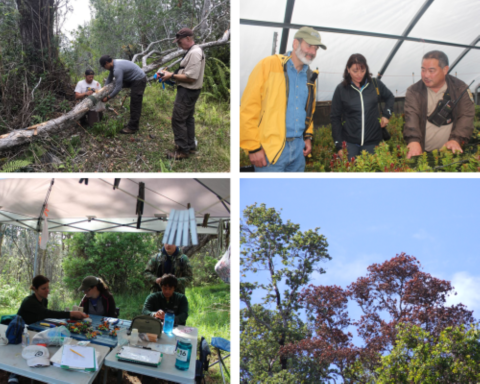 Clockwise from top left: Biologists investigate Rapid Ohia Death; biologists tour a native plant restoration greenhouse; volunteers and staff take part in a bird survey; Ohia trees impacted by Rapid Ohia Death.