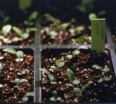 Tiny green smooth coneflower seedlings pop up from the soil. 