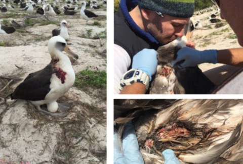 Clockwise from left: An bloody albatross sits on her nest. Staff examine a wounded bird. Close-up of injuries caused by a mouse attack.