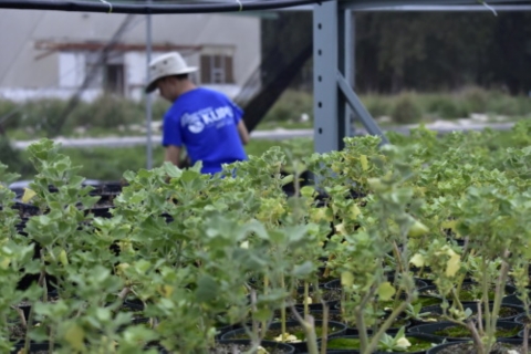 A KUPU intern is seen behind green plants. 