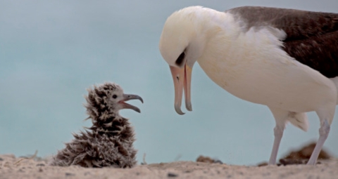 An albatross parent and a small fluffy chick on the beach.