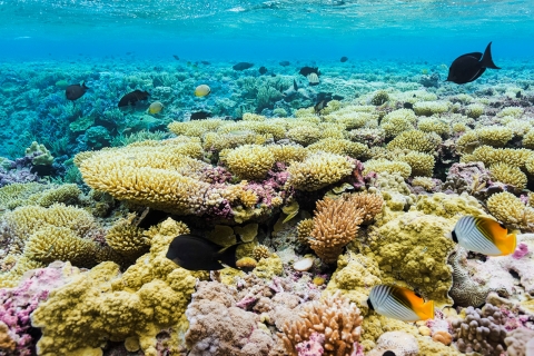 The coral reef of Palmyra. Each coral is brightly colored in hues of pink, orange, and yellow. Fish swim above them through a bright blue ocean. 