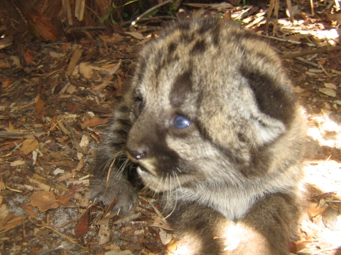 A Florida panther kitten rests in a den.