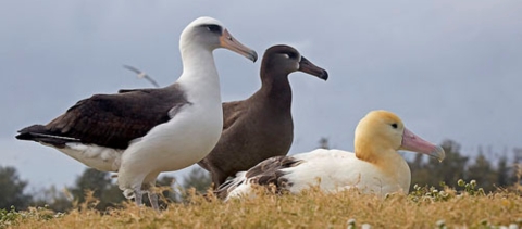 Left to right: Laysan Albatross, Black-footed Albatross, Short-tailed Albatross all stand in a row. The Laysan is white with black wings, the Black-footed is black, and the Short-tailed is white with an orange tinted head. 