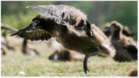 A juvenile Laysan Albatross tests it’s wings on Midway Atoll.