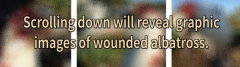 A blurred image that says scrolling down will reveal graphic images of wounded albatross