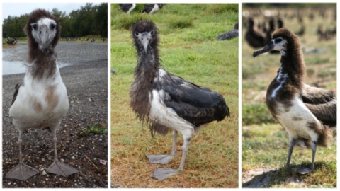 A juvenile Laysan albatross molting its down feathers. Under it is its white adult feathers. 