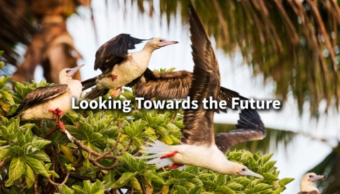 Three red footed boobies fly from a bush. Looking Towards the Future are written on the photo.