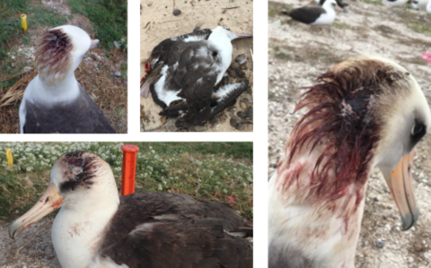 Collage of albatross with a wound on its head. It is covered in blood. 