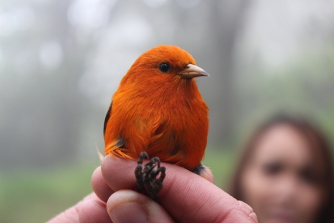 An ʻakepa beingheld. It is a bright, orange-red bird with a small beak and a black eye. 