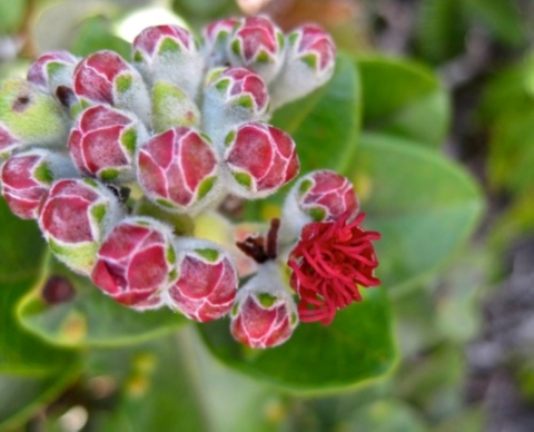 ʻŌhi'a lehua blollom. They are pinkish with green stems and white caps. 