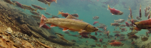 Many fish swim underwater in clear, blue water with sandy substrate.