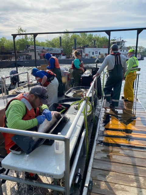 Crew working on boat to tag fish