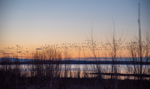 Looking through sparse vegetation, a lake with hundreds of birds flying above it with an early morning dark sky with a bit of light and color appearing.