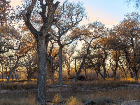 The Rio Grande "Bosque" adjacent to Valle de Oro National Wildlife Refuge.