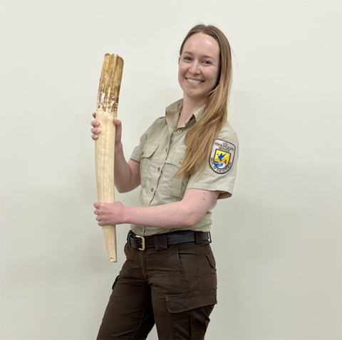 USFWS employee holding large walrus tusk.