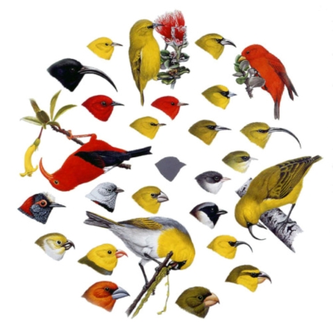 A drawing of the Hawaiian honeycreepers. 