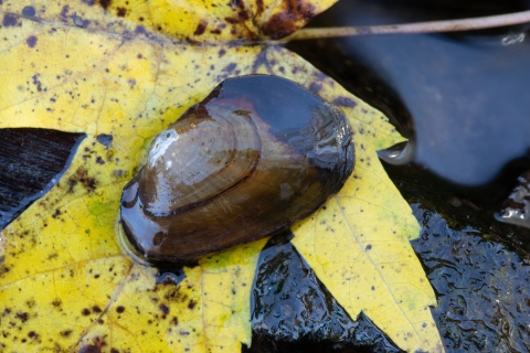 A mussel sits on a yellow maple leaf