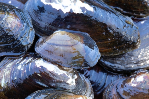 Close up image of a group of mussels