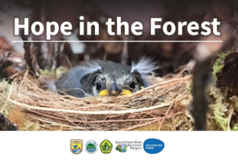 ʻAkikiki chick peaks out from a nest. 