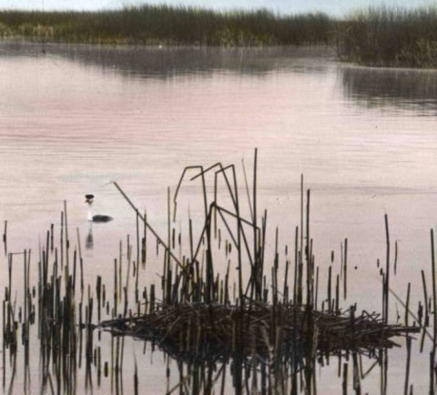 hand painted glass slide of wetland with plants, bird