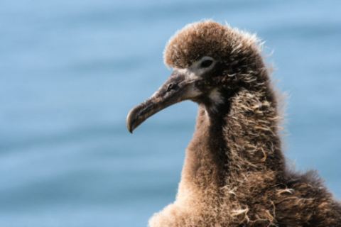 A juvenile Laysan albatross. It is brown and fluffy. 