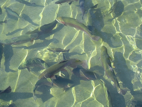 Rainbow trout swimming in water