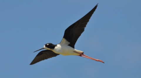 An ae’o flies against a bright blue sky. It has a black head and wings. Its underbelly is white. 