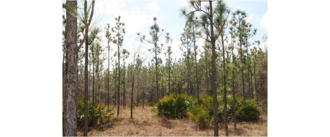 An open pine stand at the Alapaha WMA that provides habitat for gopher tortoise. 