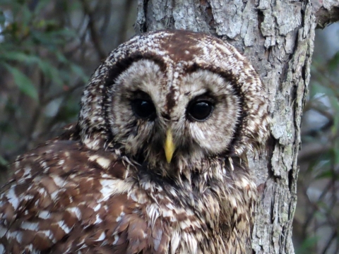 Brown & white barred owl sitting on a tree branch next to the trunk,