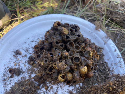 A Western bumble bee nest sits on a paper plate