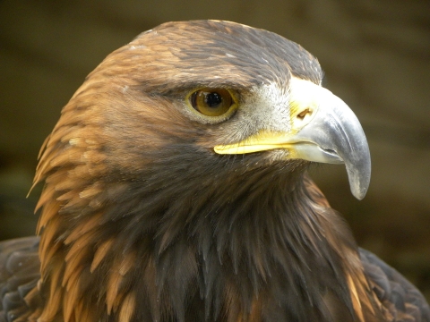 Golden eagle head