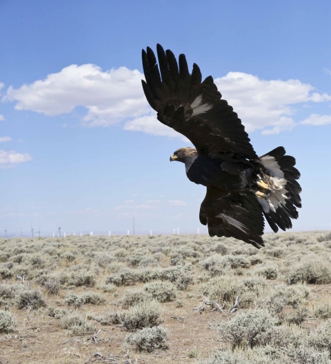 Hatch-year female golden eagle with a wind energy installation in the background