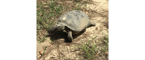 Our friend, the gopher tortoise ambles along a sandy road at the Coastal Headwaters Forest. 