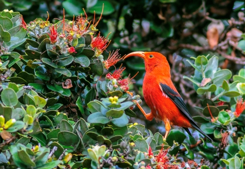 An ʻiʻiwi stands on a branch. It has bright red feathers with black wings. Its long, curved beak is open. 