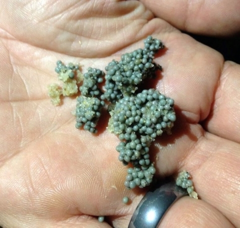 a quarter-sized clump of dozens of horseshoe crab eggs — tiny, bluish orbs — in a hand