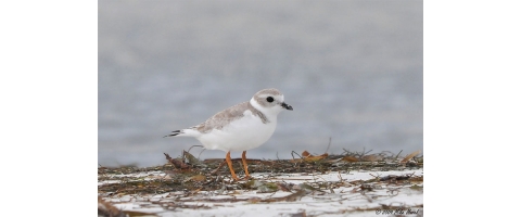 Piping plover stands on a beach