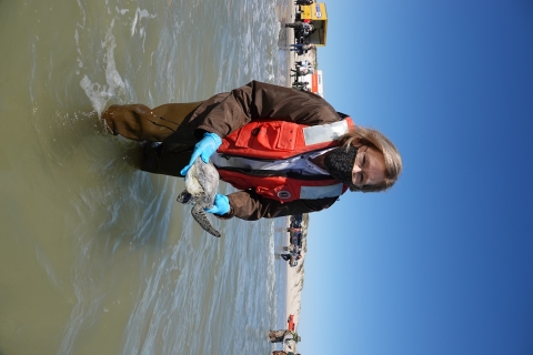 Biologist releasing rehabilitated green sea turtle in ocean