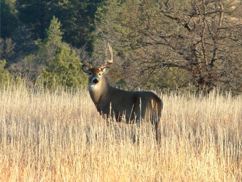 White-tailed deer