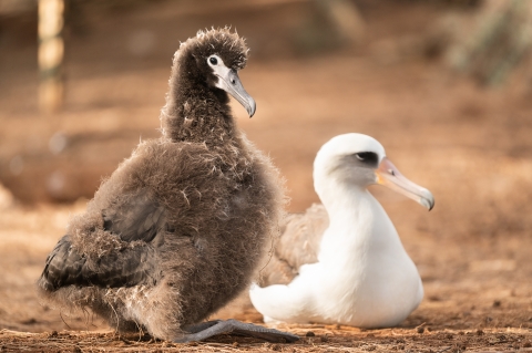 Mōlī (Laysan alabatross) with its young. A successful Laysan pair produces just one egg per season and fledging occurs five to six months after hatching. Photo Credit: Laurel Smith/USFWS 