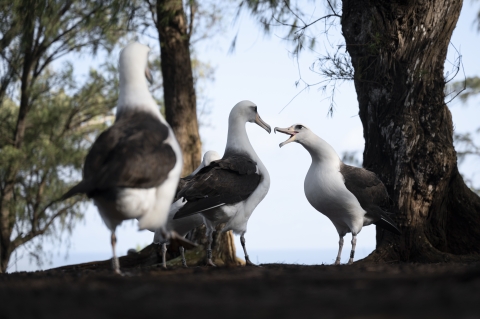 A group of four large white birds. Two are dancing together, one has its beak open. They are in a forest, with a blue sky behind them. 