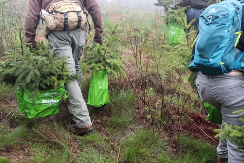 People holding bags containing young trees walking into the distance