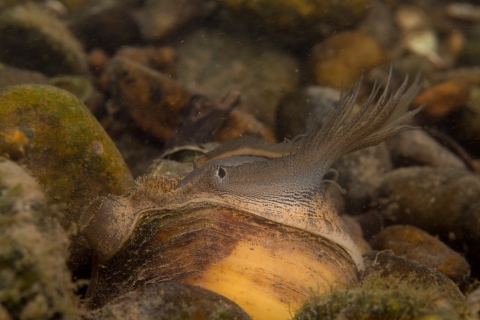 Close up of a mussel in a rocky river bed