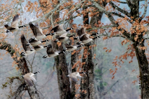 Flock of Canada geese flying with fall tree in the background.